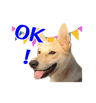 Dog Golden's siblings（個別スタンプ：1）