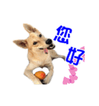 Dog Golden's siblings（個別スタンプ：2）