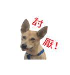 Dog Golden's siblings（個別スタンプ：4）