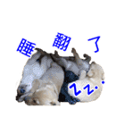 Dog Golden's siblings（個別スタンプ：6）