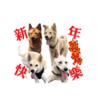 Dog Golden's siblings（個別スタンプ：7）