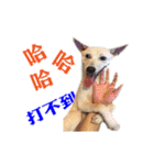 Dog Golden's siblings（個別スタンプ：9）