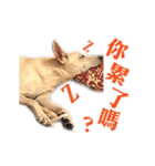Dog Golden's siblings（個別スタンプ：11）