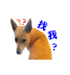 Dog Golden's siblings（個別スタンプ：12）