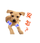 Dog Golden's siblings（個別スタンプ：13）