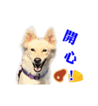 Dog Golden's siblings（個別スタンプ：14）