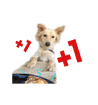 Dog Golden's siblings（個別スタンプ：15）