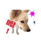 Dog Golden's siblings（個別スタンプ：16）