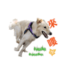 Dog Golden's siblings（個別スタンプ：17）