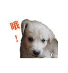 Dog Golden's siblings（個別スタンプ：18）