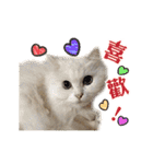 Dog Golden's siblings（個別スタンプ：21）