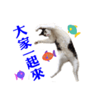 Dog Golden's siblings（個別スタンプ：22）