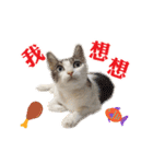 Dog Golden's siblings（個別スタンプ：23）
