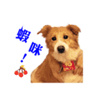 Dog Golden's siblings（個別スタンプ：24）