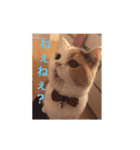さらちゃんのスタンプです。（個別スタンプ：6）