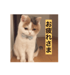さらちゃんのスタンプです。（個別スタンプ：8）