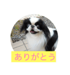 ポピ（狆）の挨拶スタンプ（個別スタンプ：1）