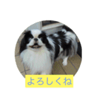 ポピ（狆）の挨拶スタンプ（個別スタンプ：2）