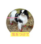 ポピ（狆）の挨拶スタンプ（個別スタンプ：3）