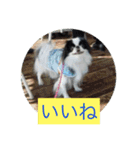 ポピ（狆）の挨拶スタンプ（個別スタンプ：4）