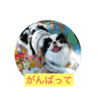 ポピ（狆）の挨拶スタンプ（個別スタンプ：5）