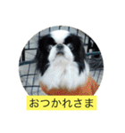 ポピ（狆）の挨拶スタンプ（個別スタンプ：7）