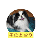 ポピ（狆）の挨拶スタンプ（個別スタンプ：8）