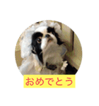 ポピ（狆）の挨拶スタンプ（個別スタンプ：9）