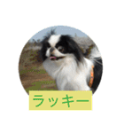 ポピ（狆）の挨拶スタンプ（個別スタンプ：10）