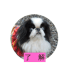 ポピ（狆）の挨拶スタンプ（個別スタンプ：11）