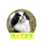 ポピ（狆）の挨拶スタンプ（個別スタンプ：12）