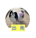 ポピ（狆）の挨拶スタンプ（個別スタンプ：13）