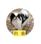 ポピ（狆）の挨拶スタンプ（個別スタンプ：14）