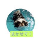 ポピ（狆）の挨拶スタンプ（個別スタンプ：15）