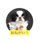 ポピ（狆）の挨拶スタンプ（個別スタンプ：16）