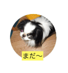 ポピ（狆）の挨拶スタンプ（個別スタンプ：18）