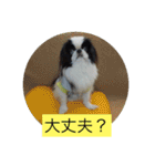 ポピ（狆）の挨拶スタンプ（個別スタンプ：19）