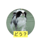 ポピ（狆）の挨拶スタンプ（個別スタンプ：20）