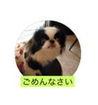 ポピ（狆）の挨拶スタンプ（個別スタンプ：21）