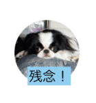 ポピ（狆）の挨拶スタンプ（個別スタンプ：22）