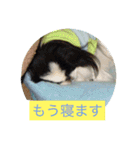 ポピ（狆）の挨拶スタンプ（個別スタンプ：24）