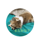 マロンチョッパー（個別スタンプ：2）