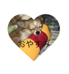 Chihuahua marron（個別スタンプ：1）