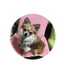 Chihuahua marron（個別スタンプ：2）
