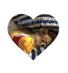 Chihuahua marron（個別スタンプ：3）