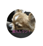 Chihuahua marron（個別スタンプ：4）