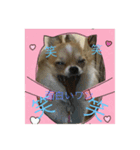 Chihuahua marron（個別スタンプ：5）