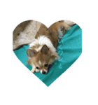 Chihuahua marron（個別スタンプ：6）
