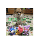 Chihuahua marron（個別スタンプ：7）