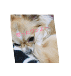 Chihuahua marron（個別スタンプ：8）